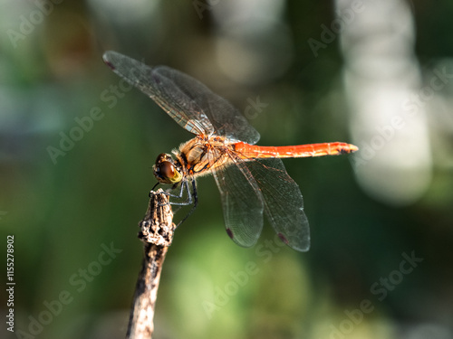 An Autumn Darter Dragonfly perched on a stick 2 photo