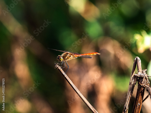 An Autumn Darter Dragonfly perched on a stick 5