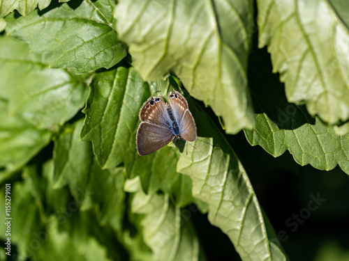 Small Pea Blue Butterfly resting on a leaf 3