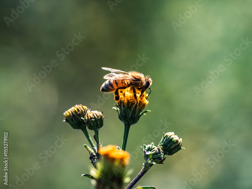 Honey bee on small flower in Japan