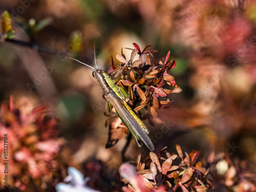 Rice Grasshopper resting on a bush