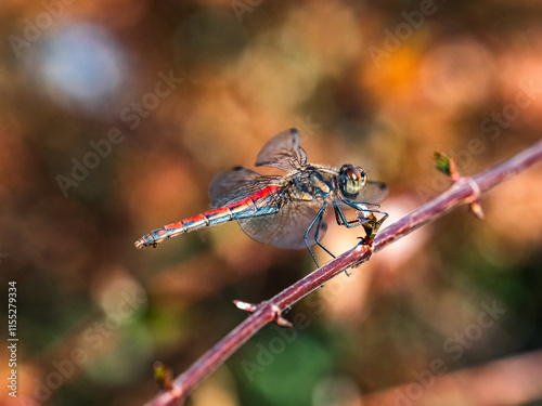 An Autumn Darter Dragonfly perched on a stick 13
