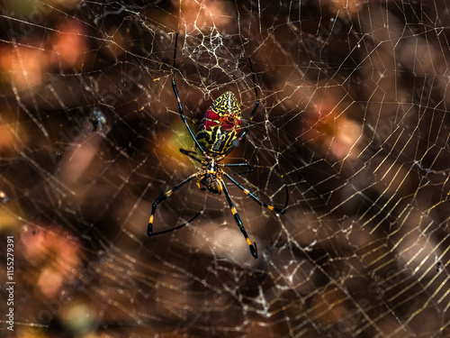 Large female Joro spider on her web 2 photo