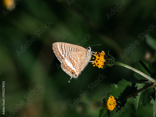 Small Pea Blue Butterfly resting on a leaf 4