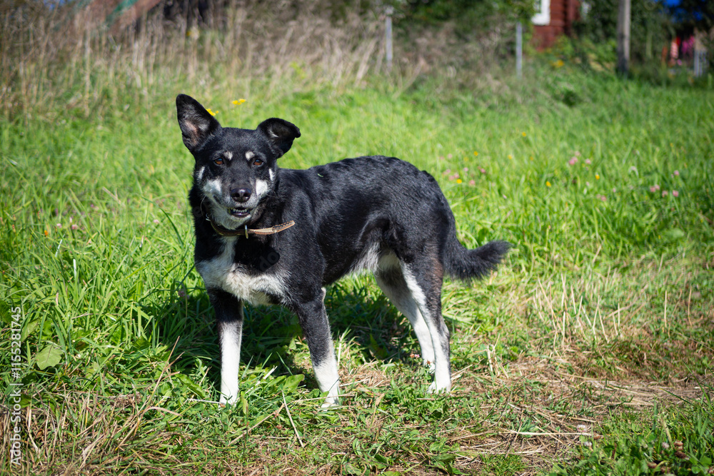 Portrait of a beautiful, intelligent, well-mannered, obedient dog. sitting on the lawn on the grass. Portrait of a beautiful, intelligent, well-mannered, obedient dog. sitting on the lawn on the grass.