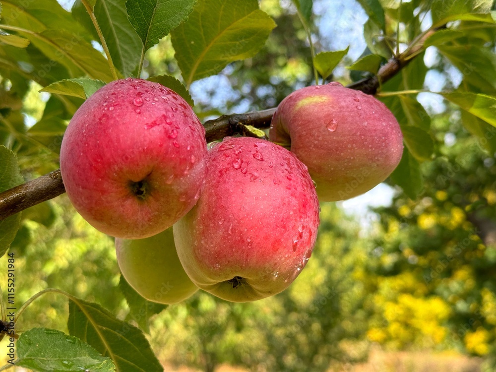 Apples fruits on branch in orchard Apples fruits on branch in orchard