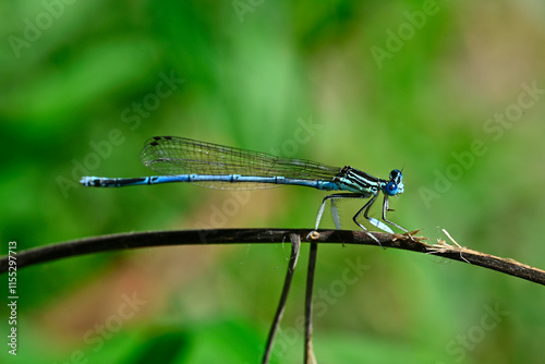 Blaue Federlibelle - Männchen // White-legged damselfly - male (Platycnemis pennipes)