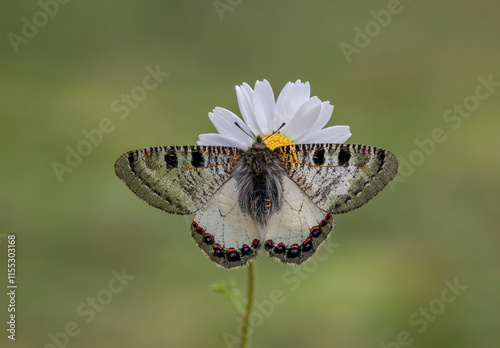 False Apollo butterfly (Archon apollinus) on plant