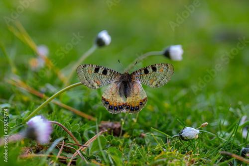 Obraz na płótnie False Apollo butterfly (Archon apollinus) on plant in its natural habitat in Izmir Yamanlar Mountain w salonie