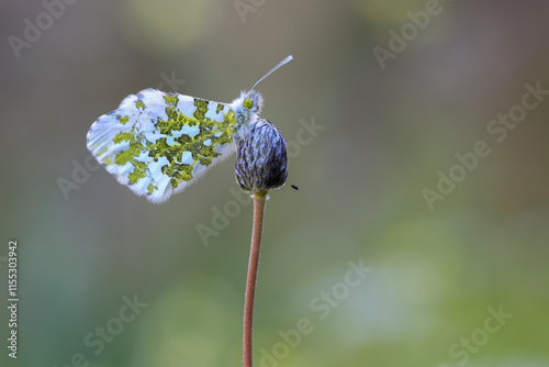 Orange Fancy Butterfly (Anthocharis cardamines) on plant