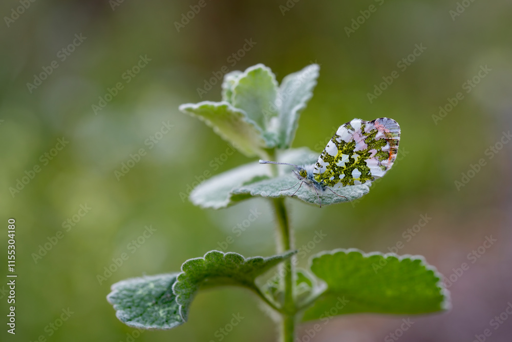 Orange Fancy Butterfly (Anthocharis cardamines) on plant