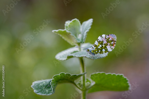 Obraz na płótnie Orange Fancy Butterfly (Anthocharis cardamines) on plant w salonie
