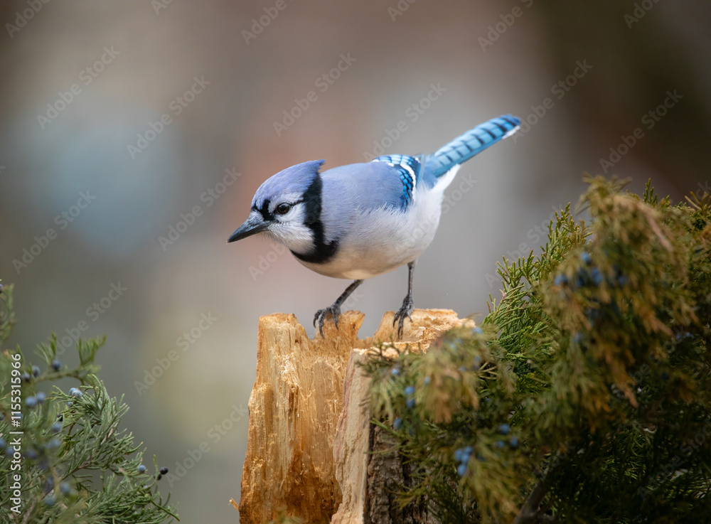 Fototapeta premium blue jay on perch looking down