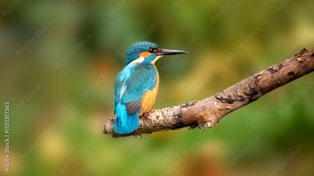 Kingfisher (Alcedo atthis) perched on branch showing back and head of bird Kingfisher (Alcedo atthis) perched on branch showing back and head of bird