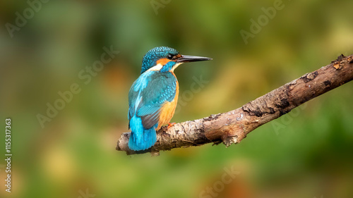фотографія Kingfisher (Alcedo atthis) perched on branch showing back and head of bird