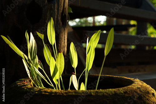 Echinodorus cordifolius in glazed water jar with baked clay photo