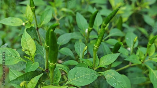 Wallpaper Mural Fresh chili on background Torontodigital.ca