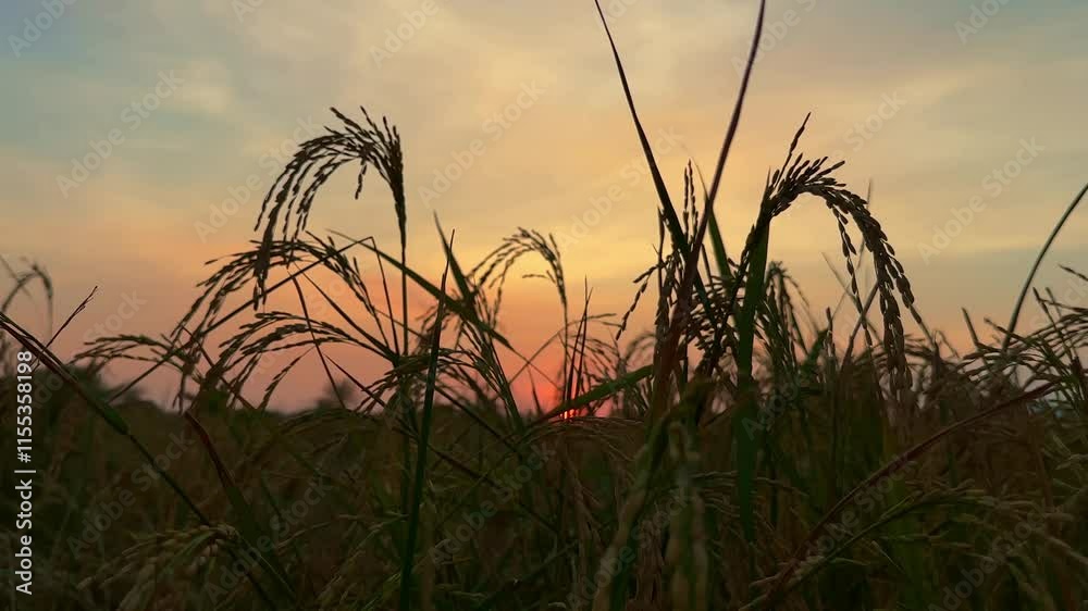 Closeup rice paddy field before harvest with sunrise background. Closeup rice paddy field before harvest with sunrise background.