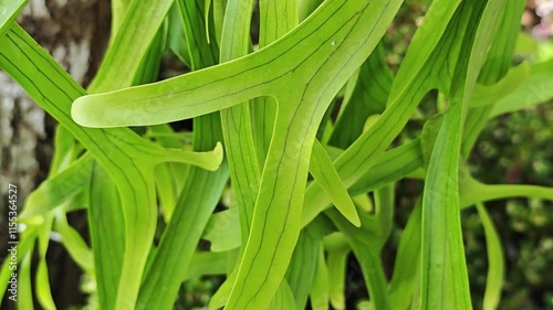 Holttum's Staghorn Fern