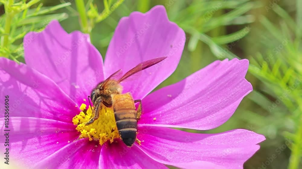Cosmos flowers and bees on background Cosmos flowers and bees on background