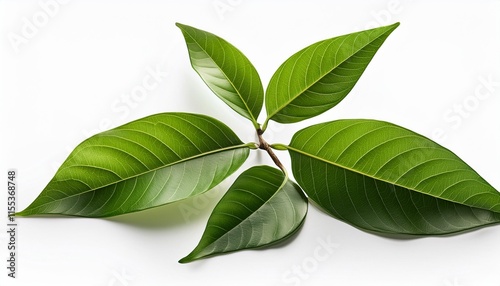 ayahuasca vine isolated on white