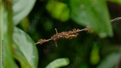 fire ants or solenopsis invicta perched on iron wire