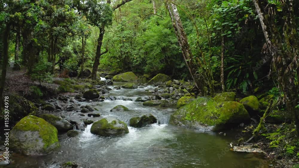 A serene stream flows through a lush rainforest. Moss-covered rocks and vibrant green foliage create a tranquil and picturesque natural setting. A serene stream flows through a lush rainforest. Moss-covered rocks and vibrant green foliage create a tranquil and picturesque natural setting.