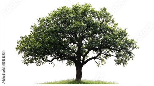 Majestic Oak Tree in Lush Green Field Under Clear Blue Sky Natural Beauty and Ecology : Generative AI photo