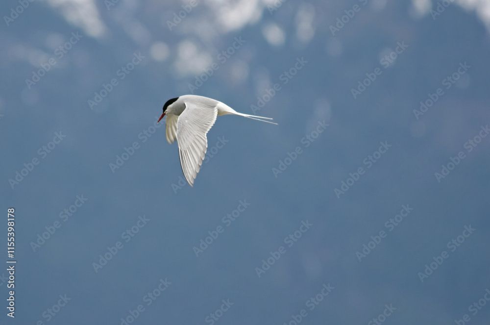 Fototapeta premium Arctic Tern in flight, Haines Alaska USA 