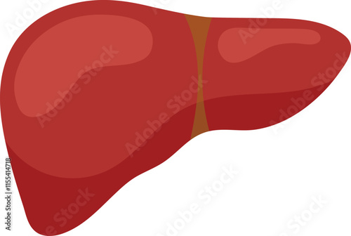 Simple Human Liver Anatomy Vector Illustration