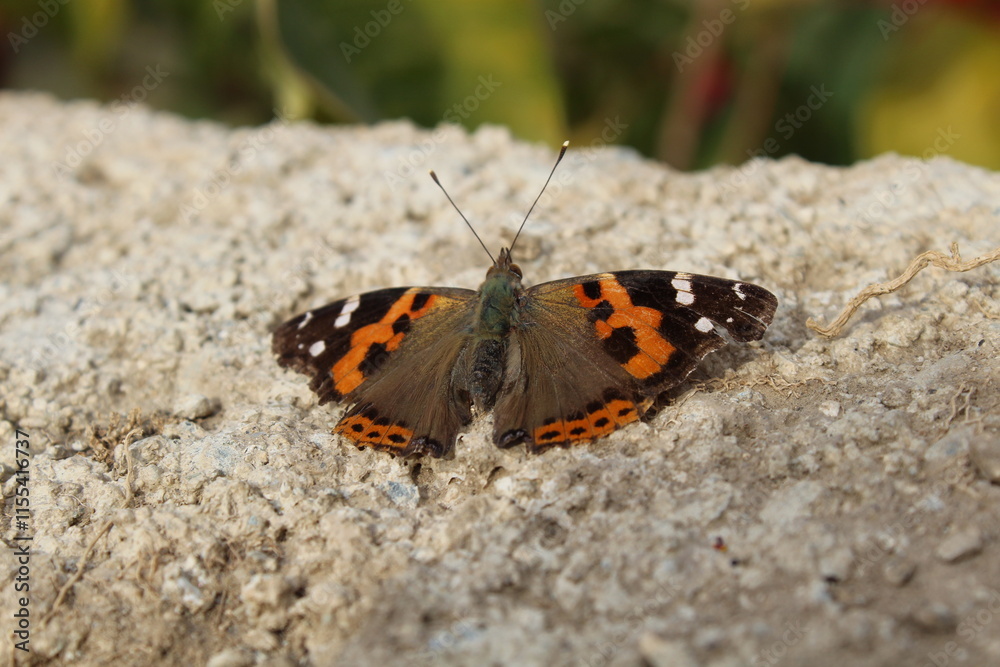 The Indian red admiral butterfly The Indian red admiral butterfly