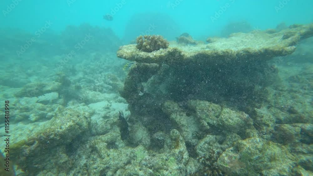 A living reef with different fish and corals. In places, the fish are colored, black and white, yellow, flocks and many others. The boundary of the island's reef and the open ocean. Colored corals A living reef with different fish and corals. In places, the fish are colored, black and white, yellow, flocks and many others. The boundary of the island's reef and the open ocean. Colored corals