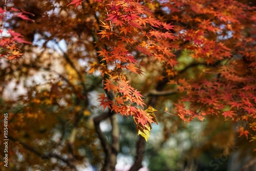 The fiery red, warm and sad maple leaves in Shanghai Park