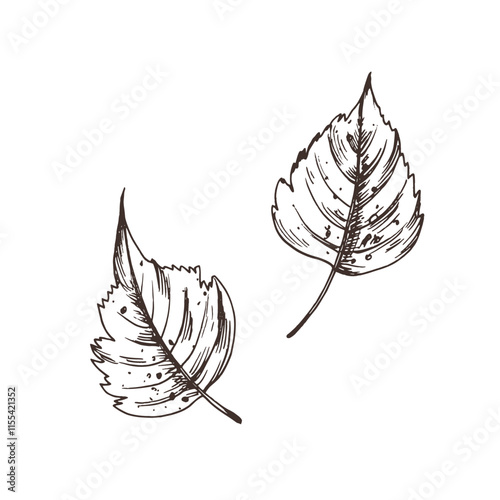 Two autumn birch leaves with spots. Line art graphic hand drawn brown ink monochrome. Set of isolated EPS elements vector illustration