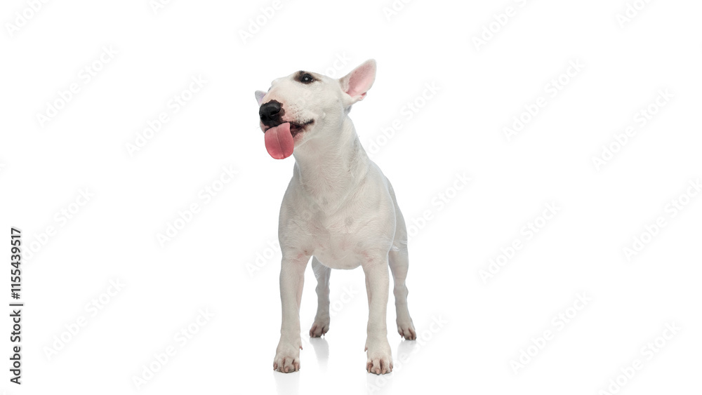 Portrait of Miniature Bull Terrier with attentive expression against white studio background. Dog stands with ears perked and tongue slightly extended. Concept of canine food veterinary and grooming Portrait of Miniature Bull Terrier with attentive expression against white studio background. Dog stands with ears perked and tongue slightly extended. Concept of canine food veterinary and grooming