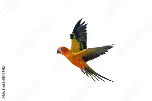 Colorful flying Sun Conure parrot isolated on transparent background png file photo