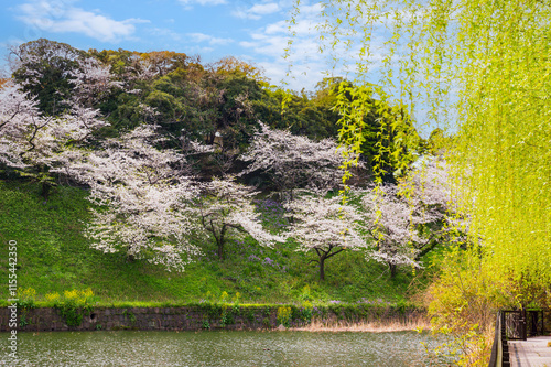 都会のオアシス、千鳥ヶ淵の桜の花 photo