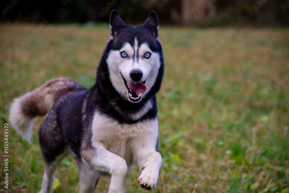 Playful husky running in a field Playful husky running in a field