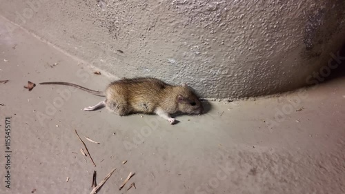 Dead mouse lying on cement outside home photo