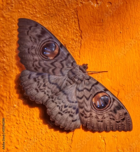 A dark-colored moth with intricate patterns and prominent blue eyespots rests on a bright orange surface. photo