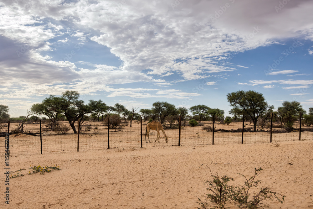 Dromedary camel walking behind the fence, in the sand in the african bush, acacia trees in the background Dromedary camel walking behind the fence, in the sand in the african bush, acacia trees in the background