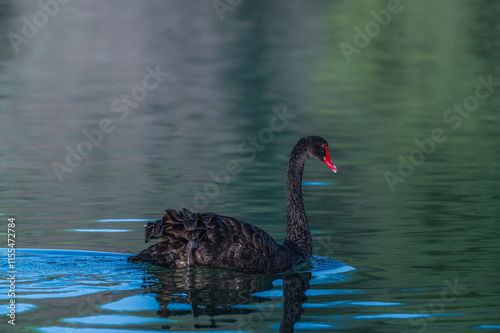 The black swan is a large waterbird, a species of swan which breeds mainly in the southeast and southwest regions of Australia photo