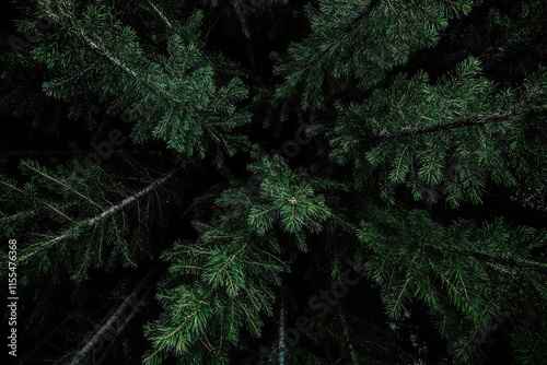 Beneath a canopy of dark green pine branches, against a dark background, this high-definition, high-resolution photograph captures the scene in a cinematic, sharp-detailed style.