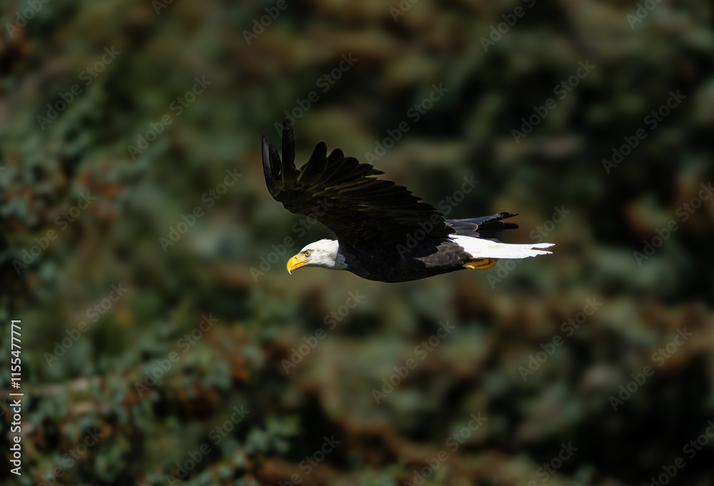 Adult bald eagle flying against a green background Adult bald eagle flying against a green background