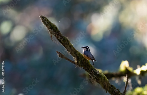 Red breast nut hatch bird on a mossy branch photo