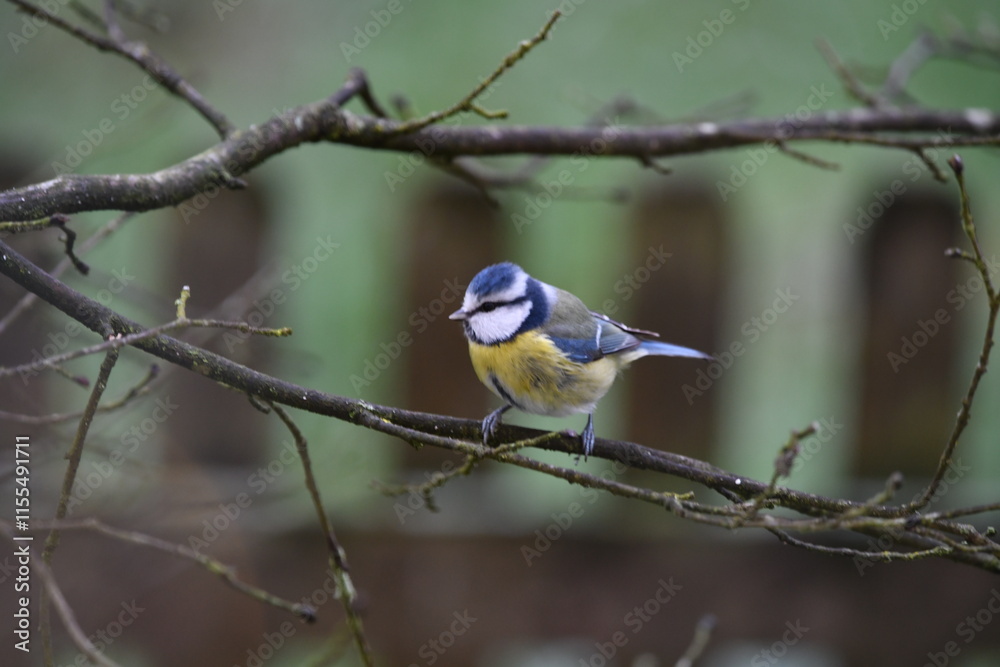Blue tit bird sitting on a branch Blue tit bird sitting on a branch