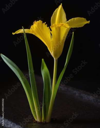 yellow lily flower, yellow lily, yellow lily on black photo