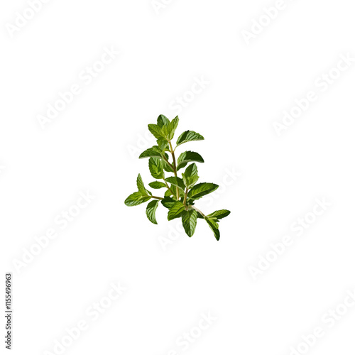 Falling mint leaves isolated on transparent and white background