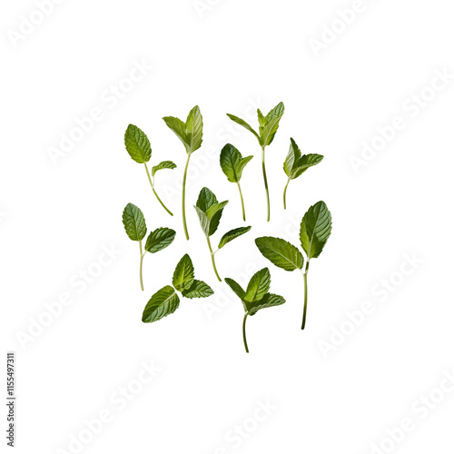 Falling mint leaves isolated on transparent and white background