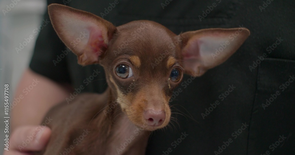 A veterinarian in a green coat holds a small brown dog with big ears. The dog shows signs of nervousness and discomfort during the examination. The dog is in the caring hands of the veterinarian. A veterinarian in a green coat holds a small brown dog with big ears. The dog shows signs of nervousness and discomfort during the examination. The dog is in the caring hands of the veterinarian.